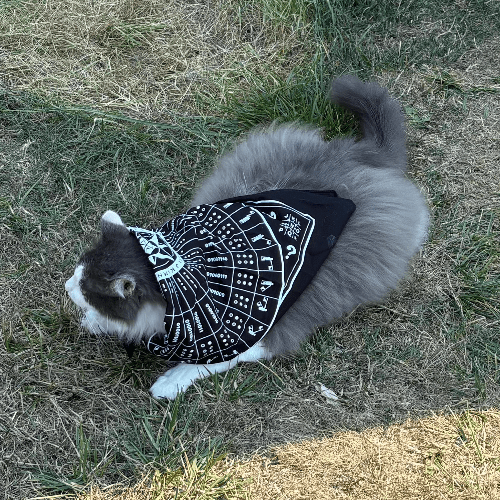 Mystery Bandanna - Black - Image 2